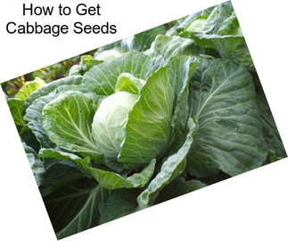 How to Get Cabbage Seeds
