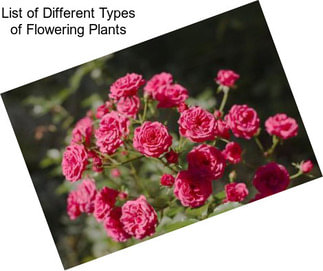 List of Different Types of Flowering Plants