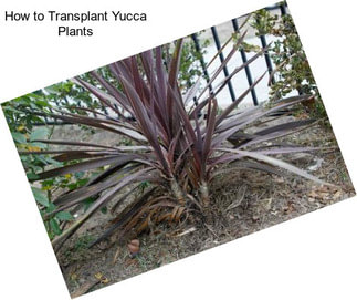 How to Transplant Yucca Plants
