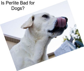 Is Perlite Bad for Dogs?