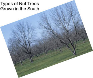 Types of Nut Trees Grown in the South