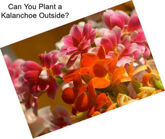 Can You Plant a Kalanchoe Outside?