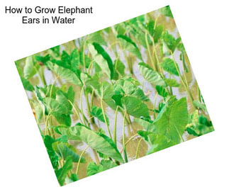 How to Grow Elephant Ears in Water