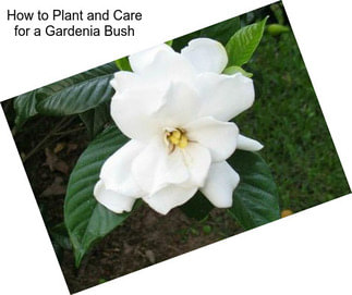 How to Plant and Care for a Gardenia Bush