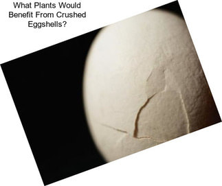 What Plants Would Benefit From Crushed Eggshells?