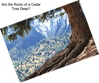 Are the Roots of a Cedar Tree Deep?