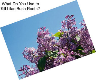 What Do You Use to Kill Lilac Bush Roots?