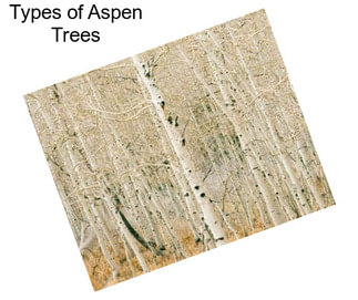Types of Aspen Trees