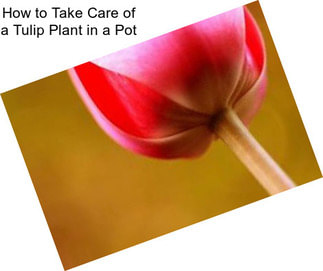 How to Take Care of a Tulip Plant in a Pot