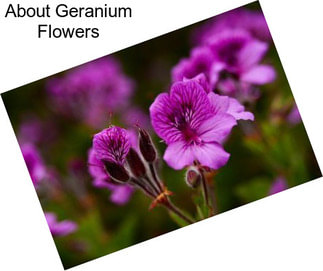 About Geranium Flowers
