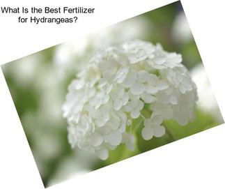 What Is the Best Fertilizer for Hydrangeas?