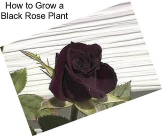 How to Grow a Black Rose Plant