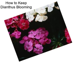 How to Keep Dianthus Blooming