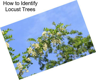 How to Identify Locust Trees