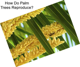 How Do Palm Trees Reproduce?