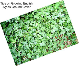 Tips on Growing English Ivy as Ground Cover