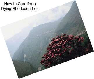 How to Care for a Dying Rhododendron