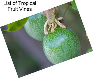 List of Tropical Fruit Vines