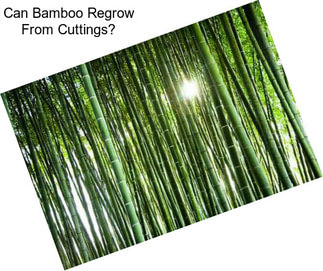 Can Bamboo Regrow From Cuttings?
