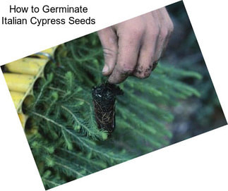 How to Germinate Italian Cypress Seeds