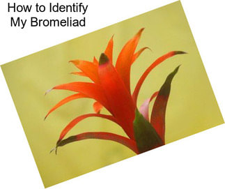 How to Identify My Bromeliad