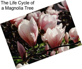 The Life Cycle of a Magnolia Tree