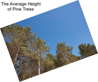 The Average Height of Pine Trees