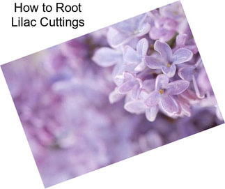 How to Root Lilac Cuttings