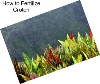 How to Fertilize Croton