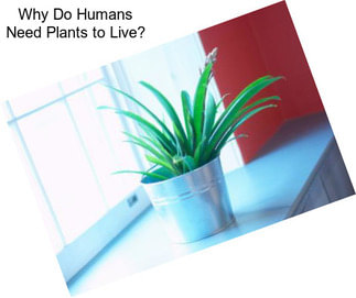 Why Do Humans Need Plants to Live?