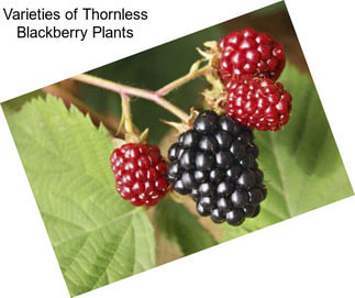 Varieties of Thornless Blackberry Plants