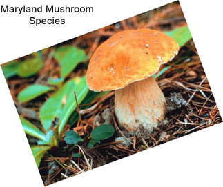 Maryland Mushroom Species