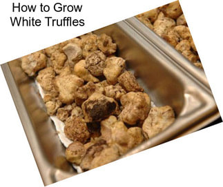 How to Grow White Truffles