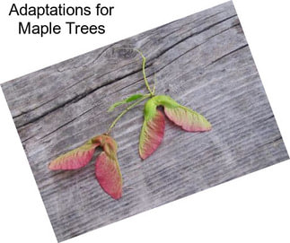 Adaptations for Maple Trees