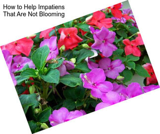 How to Help Impatiens That Are Not Blooming