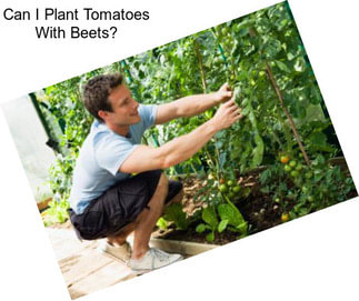 Can I Plant Tomatoes With Beets?