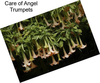 Care of Angel Trumpets