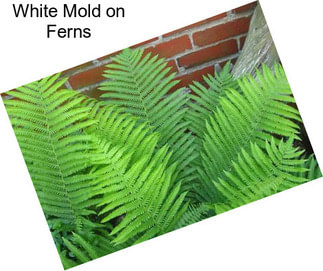 White Mold on Ferns