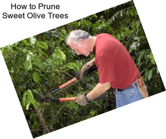 How to Prune Sweet Olive Trees