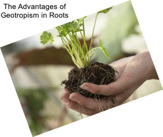 The Advantages of Geotropism in Roots