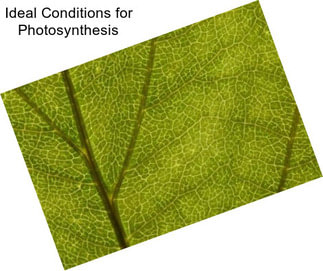 Ideal Conditions for Photosynthesis
