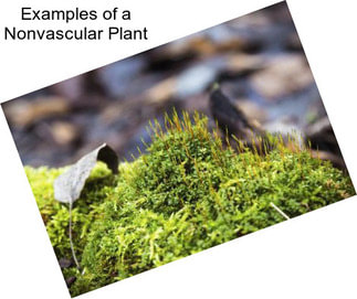 Examples of a Nonvascular Plant