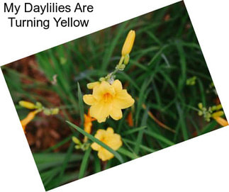 My Daylilies Are Turning Yellow