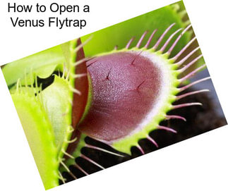 How to Open a Venus Flytrap
