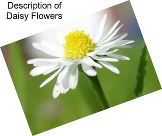 Description of Daisy Flowers