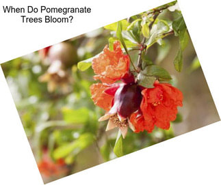 When Do Pomegranate Trees Bloom?