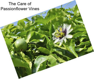 The Care of Passionflower Vines