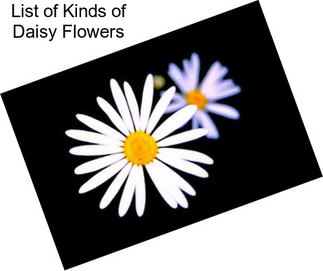 List of Kinds of Daisy Flowers