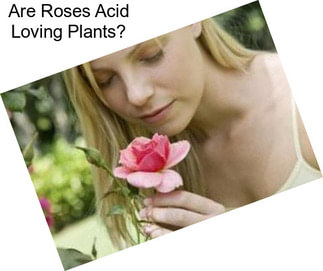 Are Roses Acid Loving Plants?