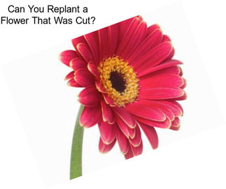Can You Replant a Flower That Was Cut?